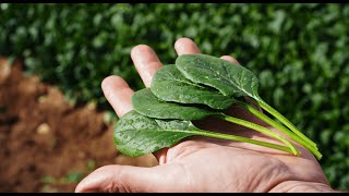 Syngenta muestra todo su potencial de hoja y brassicas en Cartagena Murcia [upl. by Hairym]