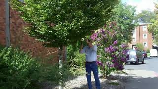 European hornbeam Carpinus betulus  Plant Identification [upl. by Kenji]