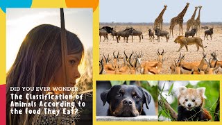 Animal classification carnivores herbivores omnivores  Science for Kids  Science Video for Kids [upl. by Hardej721]