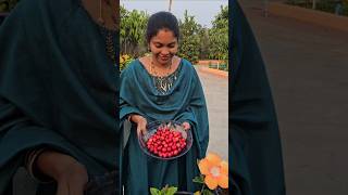 Cherries harvesting barbadoscherry mygarden harvesting gardening shortvideo ytshorts shorts [upl. by Fausta]