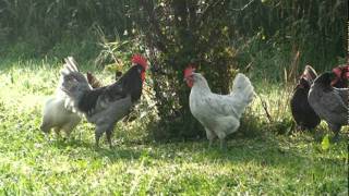 Chickens Blue Andalusian dUccle black frizzle Cochin blue breasted OEG Australorp Orpington [upl. by Karon]