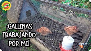 Las GALLINAS Me Preparan El Huerto Para Cultivar  La Huertina De Toni [upl. by Gautier]