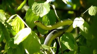 Dolichophis caspius III Haragos siklo  Sarpe rau  Caspian whip snake [upl. by Lawford]