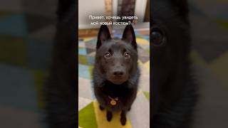 🥰🦇 schipperke шипперке дрессировка дрессировкасобак [upl. by Lihcox61]