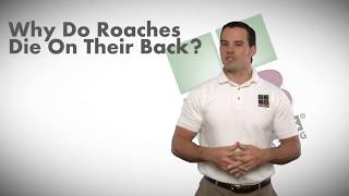 Why Do Roaches Die On Their Back  Bulwark Exterminating Roach Control [upl. by Tyre]