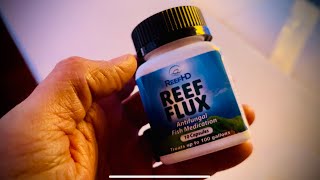 Reef Flux Dose to kill Chrysos and Bryopsis [upl. by Olumor]