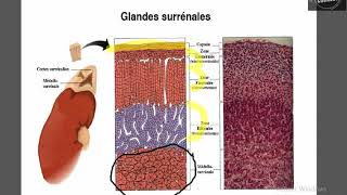 Physiologie des minéralocorticoides [upl. by Ane]