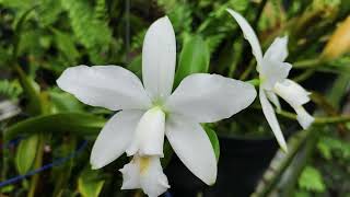 Cattleya violacea alba Odom34 [upl. by Aneeras304]