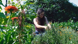 Making Herbal Remedies with Calendula [upl. by Sampson]