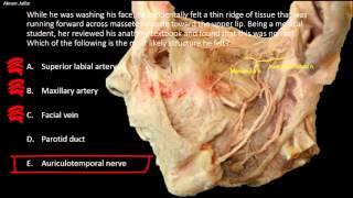 What can normally be rolled against masseter muscle [upl. by Nalorac]