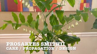 PROSARTES SMITHII  CARE  PROPAGATION  DESIGN [upl. by Cristen713]