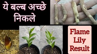 671 How To Grow Flame Lily  How To Grow Gloriosa Lily  फ्लेम लिली कैसे उगाएं  Gloriosa Superba [upl. by Aneelak]