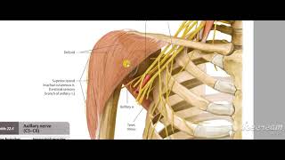 Axillary nerve 1 [upl. by Arahd665]