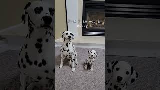 dog subscribe subscribers dogmoments dogmom [upl. by Doolittle]