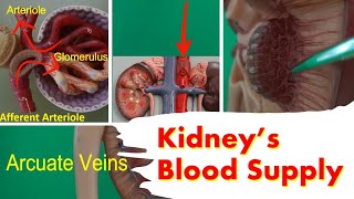 Kidneys Blood Supply [upl. by Eselahs]