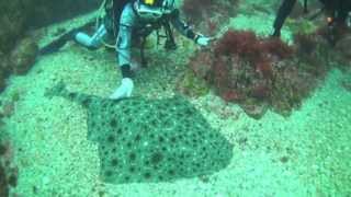 コロザメ Angel shark  Squatina nebulosa [upl. by Mahgirb]