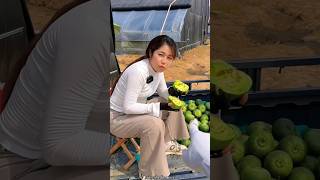 I was Surprised to See These Cucumbers  Fresh Cucumber Farming shorts youtubeshorts fruit [upl. by Alleynad]