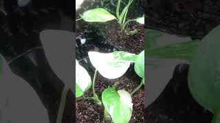 Timelapse  몬스테라 알보 타임랩스  Monstera Albo Care Grow Propagate Leaf Growth  2023100120231031 [upl. by Janet]