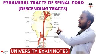 Descending Tracts of Spinal Cord  Pyramidal Tracts CNS Physiology [upl. by Mano336]