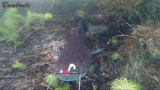 attaque de perche sur leurre silure brochet carpe plongée au lac wûhr du 31 05 2017 bamboulé [upl. by Yemrots539]