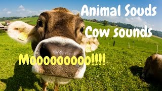 Cow Mooing Animal sounds [upl. by Aleekahs731]