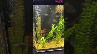 Beautiful planted EEL tank freshwaterfishtank plantedtank eel [upl. by Meagan598]