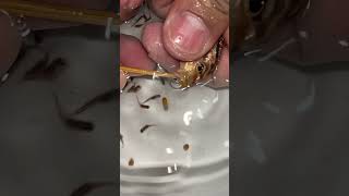 Auratus cichlid Fish giving birth to 10 baby fish ❤️👍🙏 fish aquariumfish [upl. by Yup]