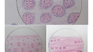 Histology of Cartilage  step by step drawing with brief description [upl. by Kirbee]