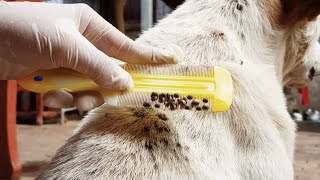 Remove Millions of Gaint Ticks On Poor Dog [upl. by Rambort]