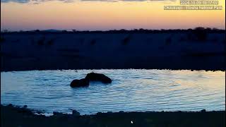 YouTube 6 Okaukuejo Resort Wildlife Waterhole Live camera nwrnamibia [upl. by Arremat]