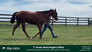 Hip 1900 2023 Argent Affair 1080WebShareName [upl. by Chandos]