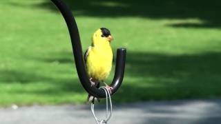 American Goldfinch in HD [upl. by Airtemed112]