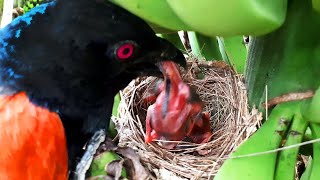 Falcon Red Crow Snake Cuckoo Coucal Attacking baby birds  Baby bird getting eaten  Nest watch [upl. by Olim]