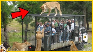 10 Animali che sono Scappati dallo Zoo [upl. by Jael929]