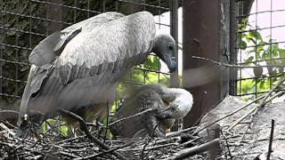 ParentingWhitebacked Vulture5 weeks oldコシジロハゲワシの子育て。 [upl. by Ecilahs971]