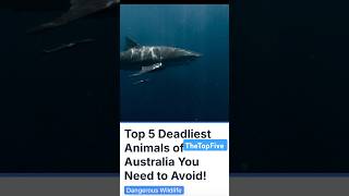 Top 5 Deadliest Animals Of Australia facts top5 deadliest australia [upl. by Japeth139]