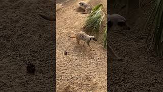 Adorable Meerkat Playtime at Kolmården Zoo meerkat meerkatmischief sweden nature [upl. by Enaled]