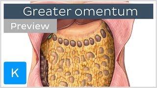 Overview of the Greater Omentum preview  Human Anatomy  Kenhub [upl. by Clementia138]