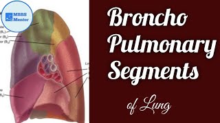 Broncho Pulmonary Segment  Lungs Anatomy [upl. by Eniahs952]