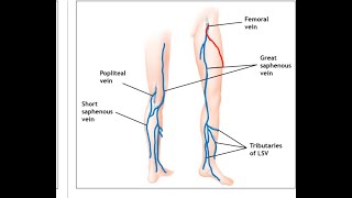 GREAT SAPHENOUS OR LONG SAPHENOUS VEINANATOMY IN TAMIL WITH NOTES [upl. by Ahsiyn]