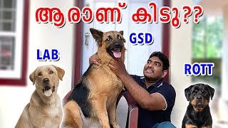 GSD LAB ROTT ആരാണ് BEST COMPARISON BETWEEN GERMAN SHEPHERD LABRADOR AND ROTTWEILER MALAYALAM [upl. by Scarlet]