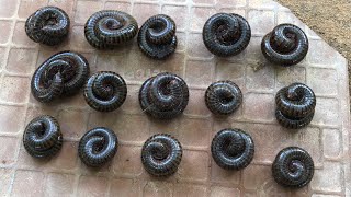 OMG Hundreds of Red Spotted Millipedes in the land [upl. by Suoivatnom]