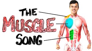 The Muscle Song Memorize Your Anatomy  SCIENCE SONGS [upl. by Eessej331]