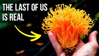 What If the Zombie Fungus From ‘The Last of Us’ Is Real [upl. by Aneeles]