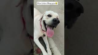 Diya Leker Bhag gya🐶 song bollywood love music newsong lovesimba dog labrador simmbasongs [upl. by Reed]