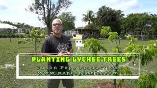 How to Plant Lychee  Planting a Litchi  Litchi Tree  Lychee Farm in Florida [upl. by Aztilay]