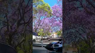 Driving Through a Sea of Purple Jacaranda sydney timelapse summer romance ngắm Hoa Phượng tím [upl. by Ydrah]