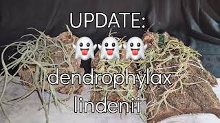 UPDATE  👻👻👻 dendrophylax lindenii [upl. by Belldas]