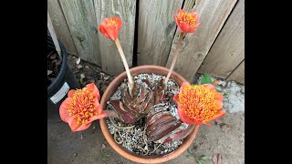 This Week in the Garden 115 degree temps Amaryllis Belladonna and Haemanthus S2E40 [upl. by Adnot]