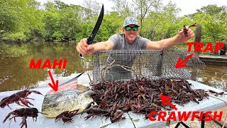 How to Trap Thousands of Crawfish using Mahi for Bait Catch amp Cook [upl. by Hereld]